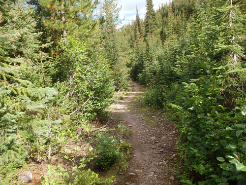 GDMBR: Cycling down FR-4353, MT.